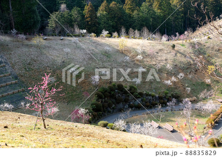 東京都　青梅市　梅の公園 88835829
