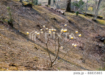 東京都　青梅市　梅の公園 88835865