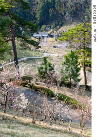 東京都 青梅市 梅の公園 東京都 青梅市 梅の公園 88835869