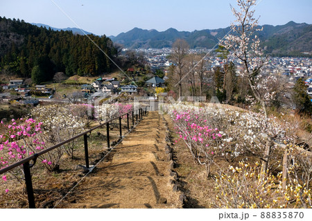 東京都　青梅市　梅の公園 88835870
