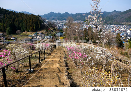 東京都　青梅市　梅の公園 88835872