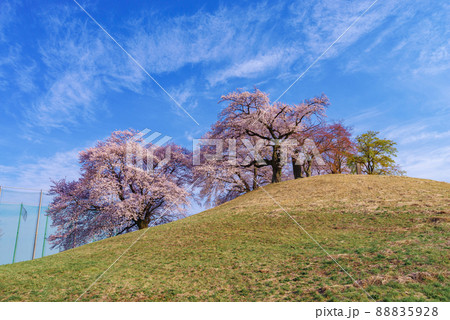 白石稲荷山古墳の桜【群馬県藤岡市】 白石稲荷山古墳の桜【群馬県藤岡市】 88835928