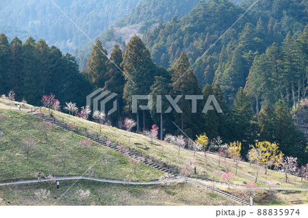東京都　青梅市　梅の公園 88835974