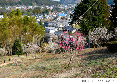 東京都 青梅市 梅の公園 東京都 青梅市 梅の公園 88836017
