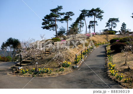 東京都　青梅市　梅の公園 88836019