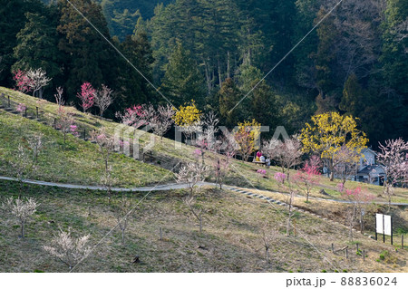 東京都　青梅市　梅の公園 88836024