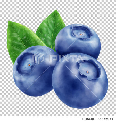 水彩插圖藍莓 水彩插圖藍莓 88836034