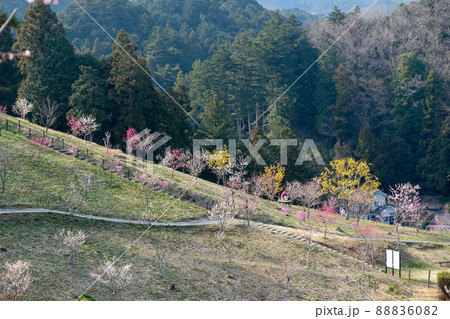 東京都 青梅市 梅の公園 東京都 青梅市 梅の公園 88836082