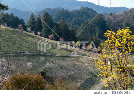 東京都　青梅市　梅の公園 88836086
