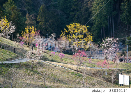 東京都　青梅市　梅の公園 88836114