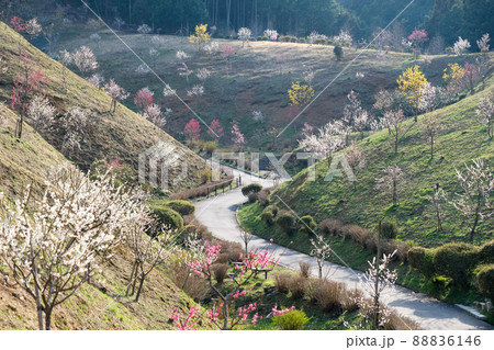 東京都　青梅市　梅の公園 88836146