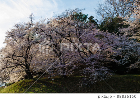 七輿山古墳の桜【群馬県藤岡市】 88836150