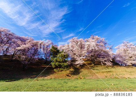 七輿山古墳の桜【群馬県藤岡市】 88836185