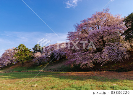 七輿山古墳の桜【群馬県藤岡市】 七輿山古墳の桜【群馬県藤岡市】 88836226