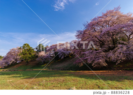 七輿山古墳の桜【群馬県藤岡市】 88836228