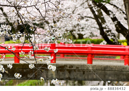 見沼代用水（西縁）の桜 88836432
