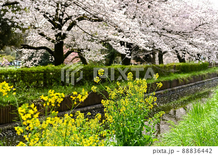 見沼代用水（西縁）の桜 88836442