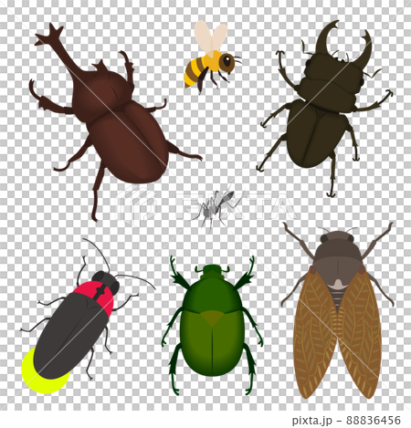 夏の虫のイラストセット 夏の虫のイラストセット 88836456
