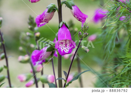 ジギタリス 88836792