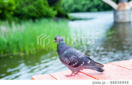 Dove or pigeon on blurry background.  88836948