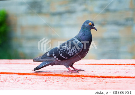 Dove or pigeon on blurry background.  88836951