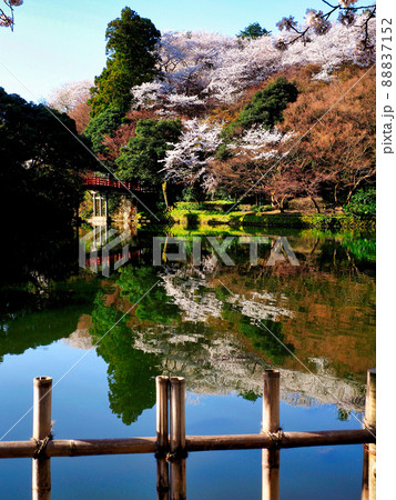 高岡古城公園 朝陽橋 桜 2 88837152
