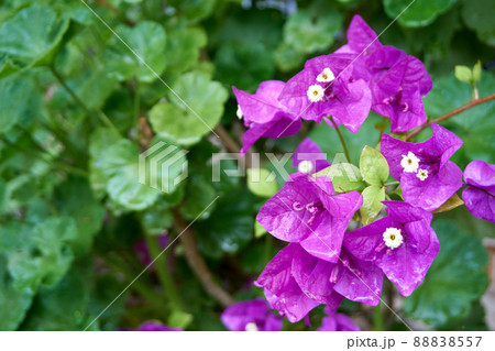 Beautiful flowers in the garden 88838557