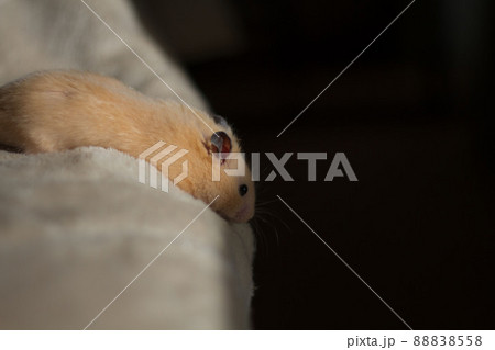 恐る恐る下を覗くゴールデンハムスター 88838558