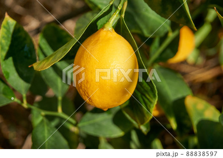Fresh and organic lemons with green leaves Fresh and organic lemons with green leaves 88838597