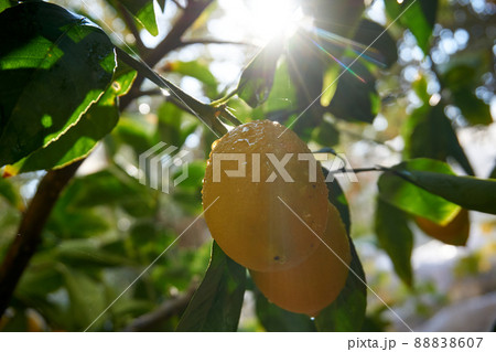 Fresh and organic lemons with green  leaves 88838607