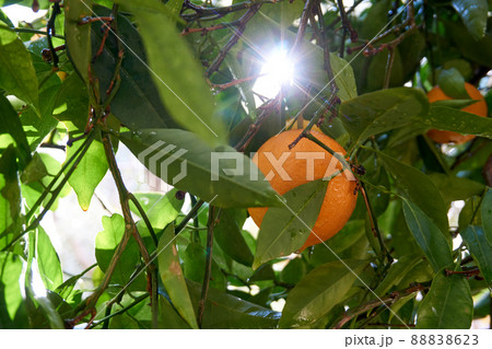 Fresh and organic oranges and leaves Fresh and organic oranges and leaves 88838623
