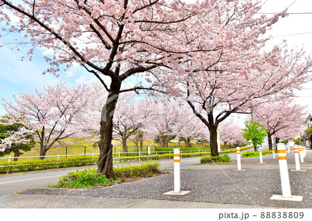 小山馬場通り(東京都町田市)【2022.4】 小山馬場通り(東京都町田市)【2022.4】 88838809
