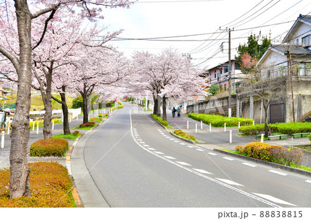 小山馬場通り(東京都町田市)【2022.4】 88838815