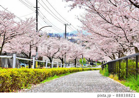 小山馬場通り(東京都町田市)【2022.4】 小山馬場通り(東京都町田市)【2022.4】 88838821