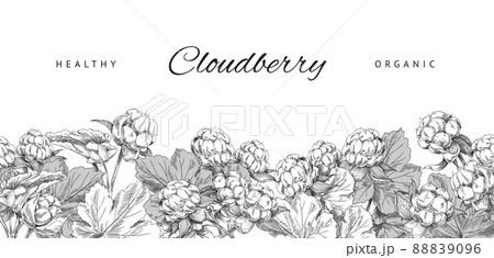 Cloudberry healthy and organic plant banner, sketch vector illustration on white background. 88839096
