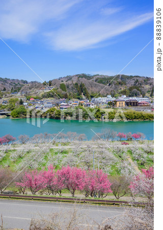 ダム湖とろうかく梅園の景色【長野市信州新町】 ダム湖とろうかく梅園の景色【長野市信州新町】 88839106