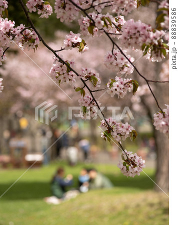 桜の下で 88839586