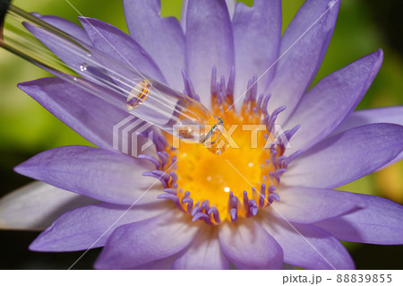 Natural lotus flower pollen extraction, Scientist drop essence for plant test 88839855