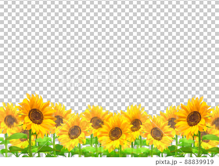 白バックに美しいひまわりの初夏フレームイラスト背景素材 88839919