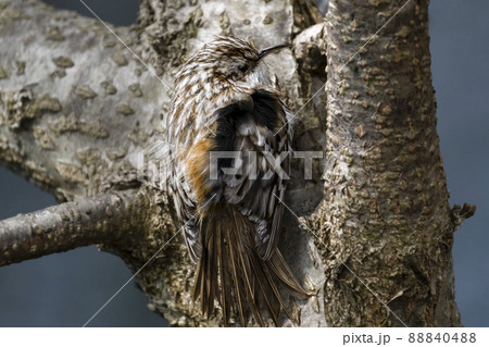 キバシリ 幼鳥 子供 北海道 苫小牧研究林 キバシリ 幼鳥 子供 北海道 苫小牧研究林 88840488