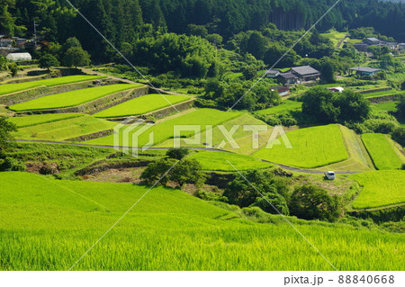 緑の美しい坂折棚田_005 88840668