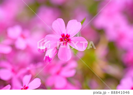 シバザクラ シバザクラ 88841046