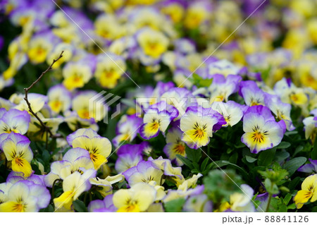 ビオラの花壇 88841126