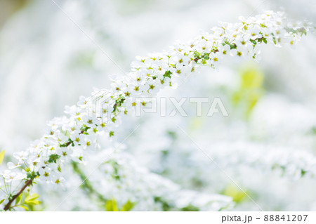 かわいいユキヤナギ 88841207
