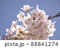 桜　花びら 88841274