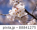 桜花びら　より 88841275