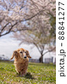 桜とワンちゃん　縦ダックス 88841277