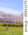 桜とワンちゃん　走るダックス　広め 88841278
