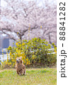 桜をバックに走るダックス　アップめ 88841282