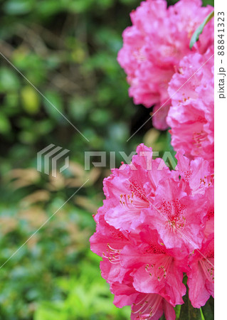 花の御寺石光寺に咲く満開のぼたん 花の御寺石光寺に咲く満開のぼたん 88841323